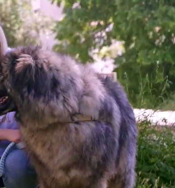 Pas Jakov ima nevjerojatno životnu priču