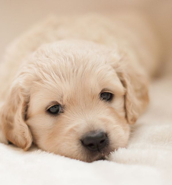 Štene zlatnog retrivera