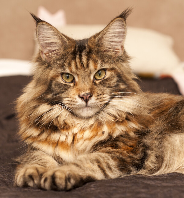 Maine coon jedna je od najvećih domaćih pasmina mačaka
