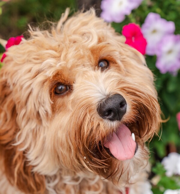Goldendoodle je križanac zlatnog retrivera i pudle te je vrlo privržen, razigran i nježan pas