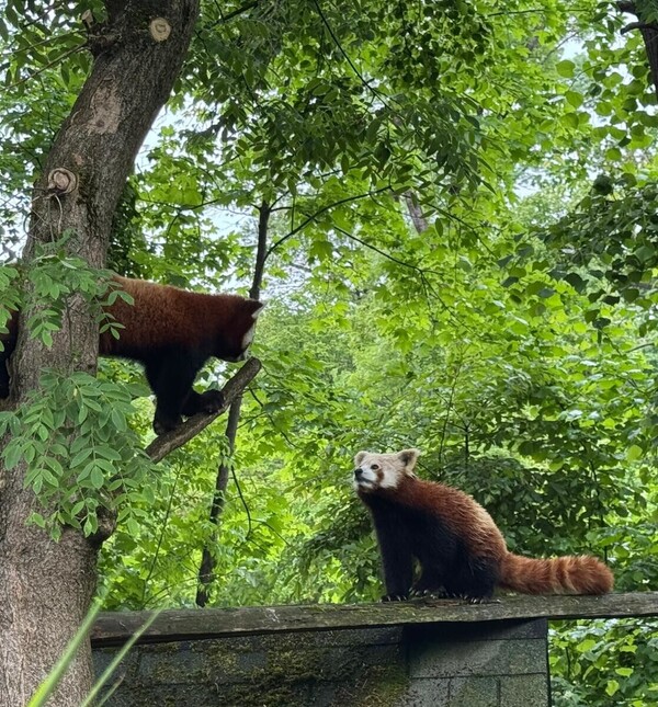 U nastambi crvenih pandi u zagrebačkom zoo vrtu rađaju se nove simpatije