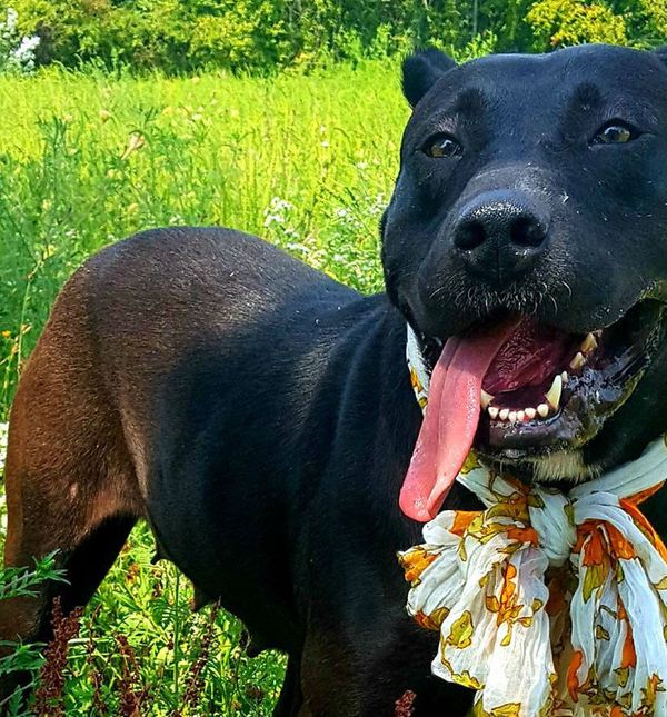 Ljepotica Megi u azilu Dumovec čeka svoj novi dom