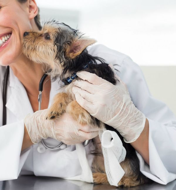 Stvarno je moguće da vaš pas zavoli odlaske veterinaru