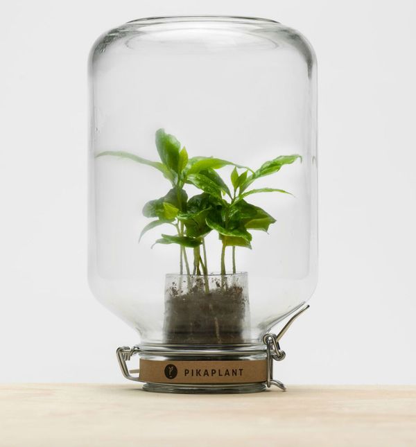 Pikaplant Jar je biljka koju nije potrebno zalijevati zahvaljujući imitaciji prirodnog procesa unutar same staklenke. (Foto: Zadovoljna.hr)