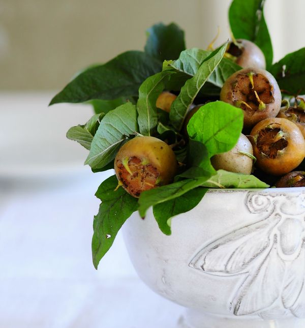 Mušmule su vrlo ljekovite