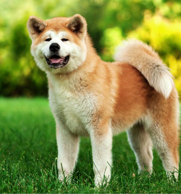 Akita