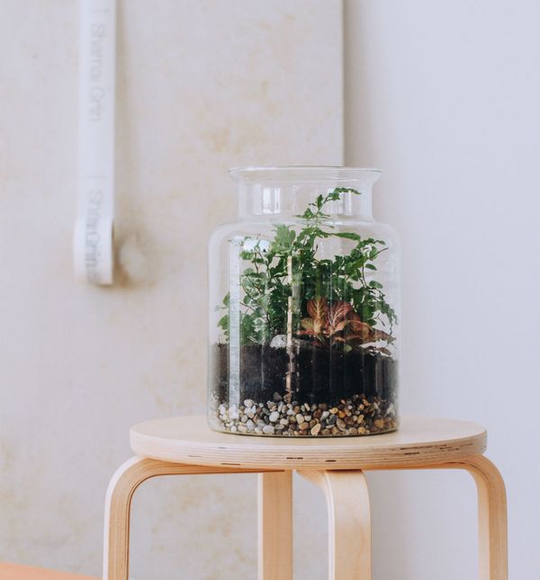 Shamai Grin biljni terariji, cijena na upit