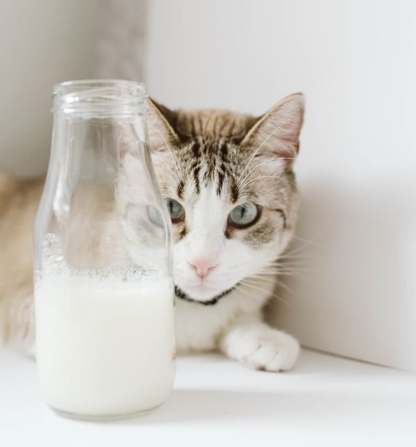 Mačka i mlijeko