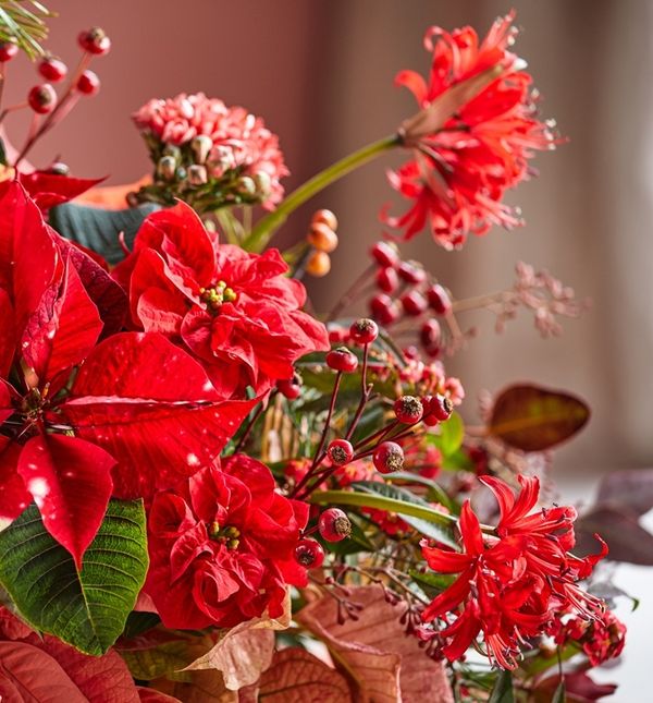 Božićna zvijezda traži posebnu njegu