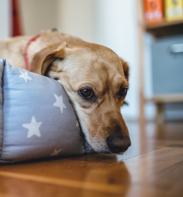 Pas će nam svojim ponašanjem i govorom tijela otkriti da je bolestan