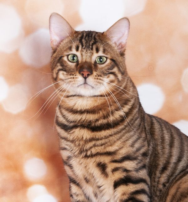 Pasmina toyger opisuje se i kao minijaturni domaći tigar