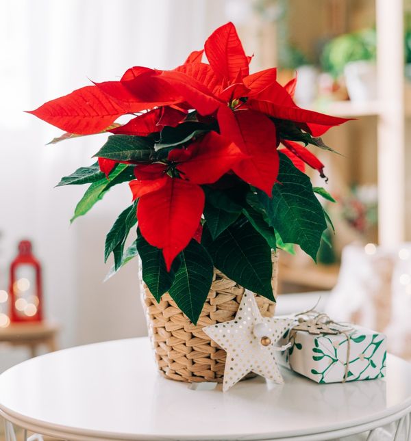 Božićna zvijezda krasi mnoge domove u blagdanskom periodu