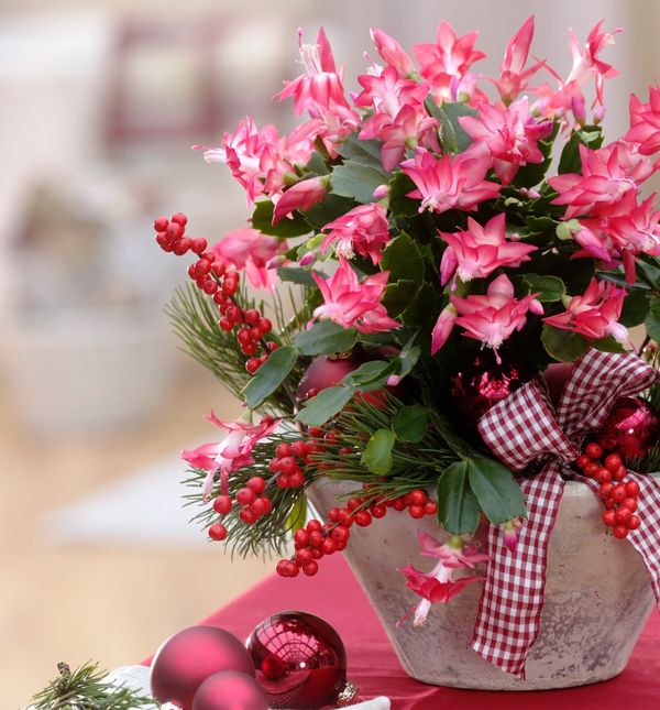 Božićni kaktus omiljeni je ukras doma u blagdanskom periodu