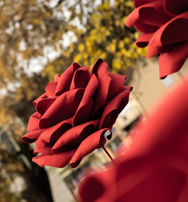 Deset ruža postavljeno je na Trgu Ksavera Sandora Gjalskog u Zaboku