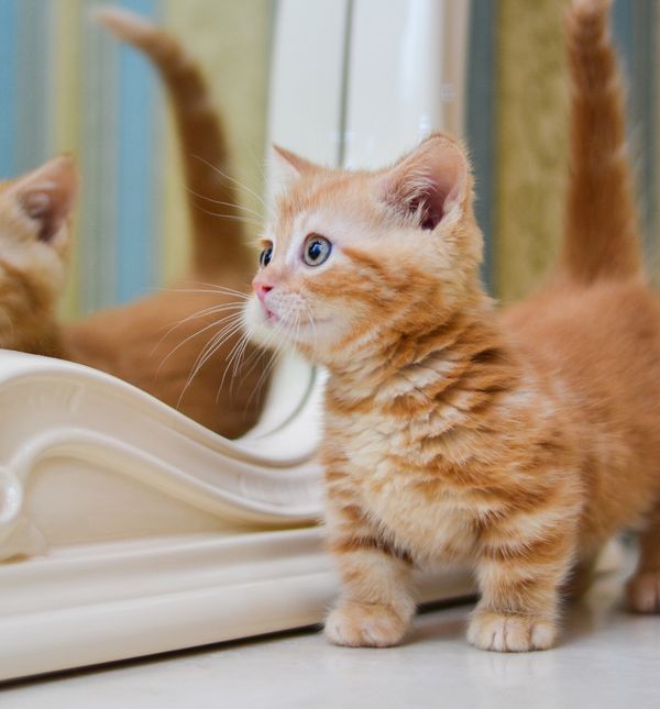 Munchkin mačke prepoznatljive su po svojim kratkim nogicama