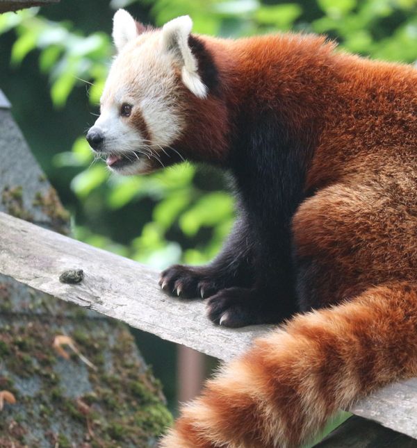 Dan crvenog pande obilježit će se u subotu u Zoološkom vrtu Grada Zagreba
