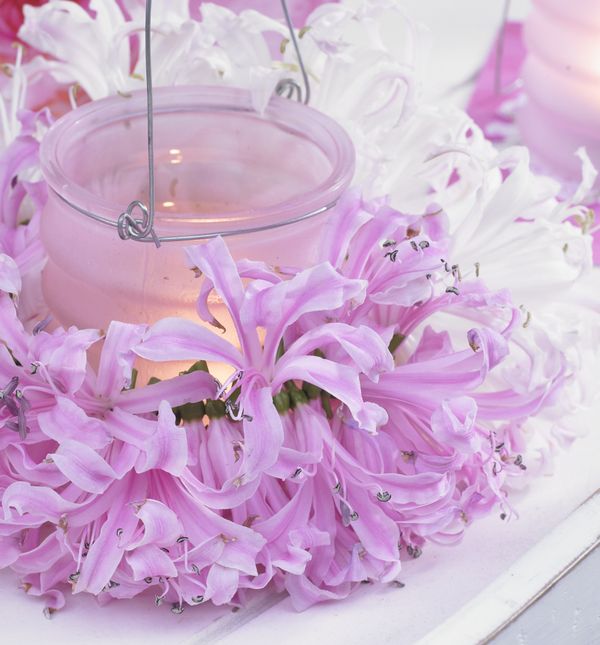 Cvijet nerina svojim živim bojama unosi veselje u razdoblje kada priroda polako utihne