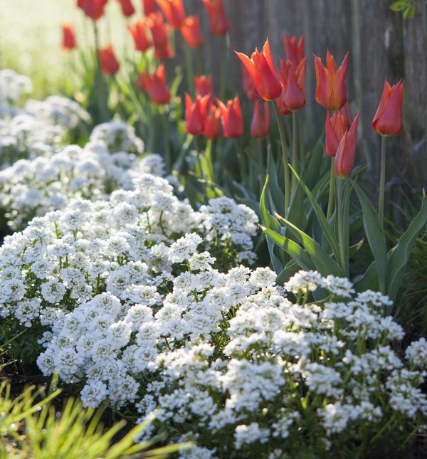 Iberis naraste 10 do 30 centimetara u visinu i do 40 centimetara u širinu