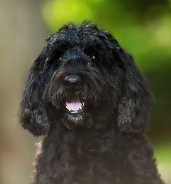 Portugalski vodeni pas sličan je lagottu romagnolu