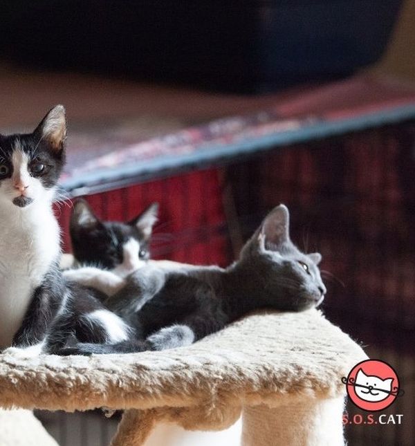 SOS Cat