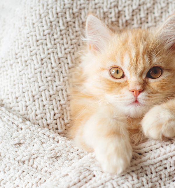 Mačke su poznate po svojoj ljubavi prema toplini