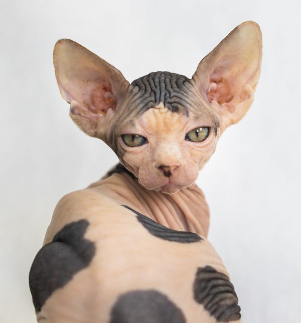 Sphynx je najpoznatija pasmina mačke bez dlake