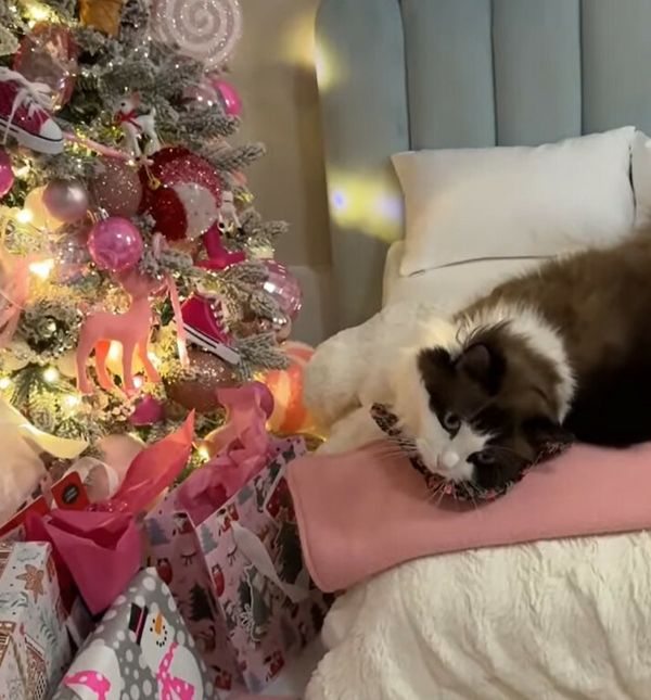 Maca Meredith Mae obožava Božić