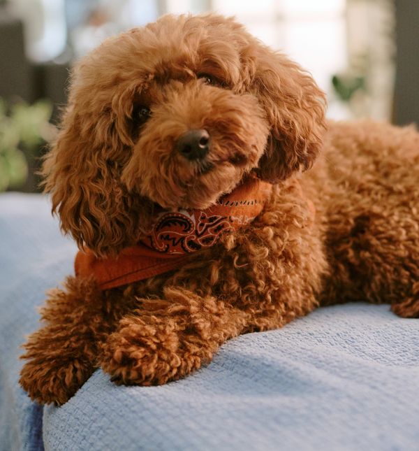 U potrazi za savršenim imenom za psa mnogi vlasnici inspiraciju pronalaze u najrazličitijim izvorima.