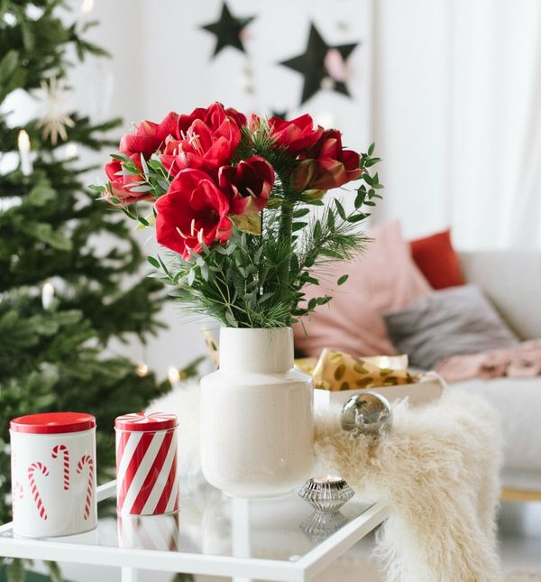 Veličanstveni amarilis krasi mnoge domove u blagdansko vrijeme