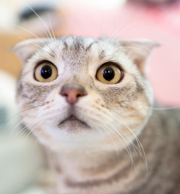 Na TikToku se pojavio prank u kojemu ljudi zezaju obitelji da krste mačku