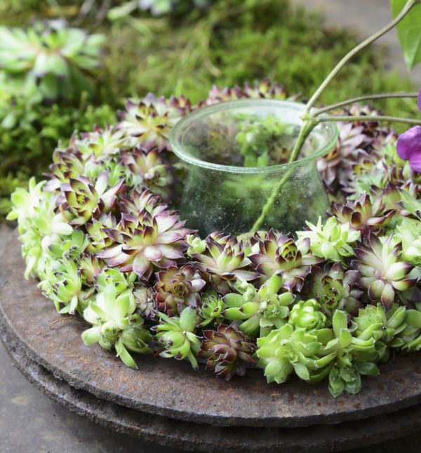 Ukrasni vijenac od sukulenata