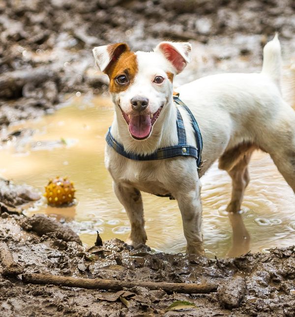 Ako se psu tijekom šetnje svidi određeni miris, nastojat će se čitav prekriti njime