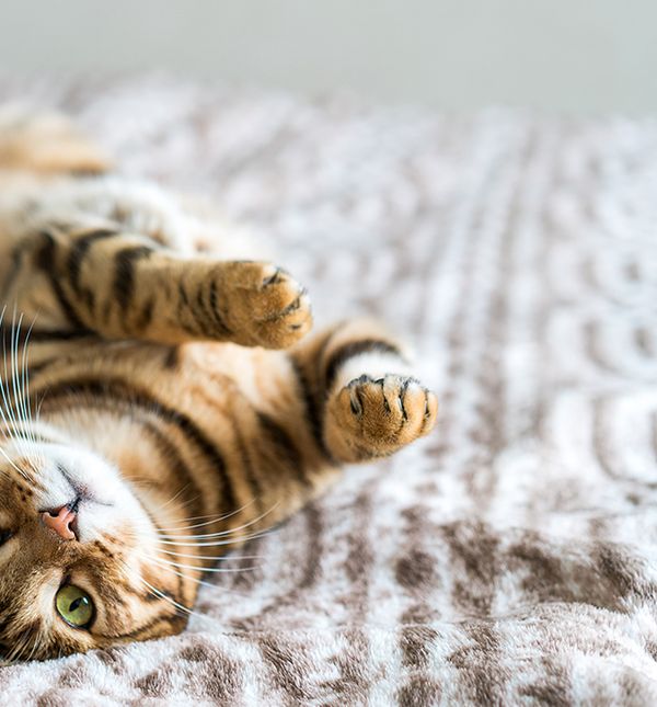 Purina ProPlan za kvalitetniji život mačke