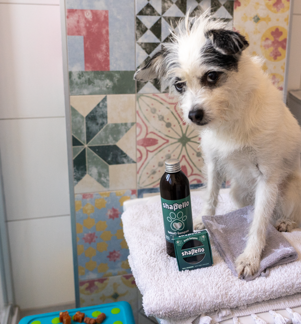 Šampon Shapello dolazi u tekućoj i krutoj varijanti