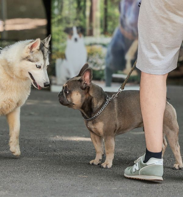 Festival pasa svih rasa održava se na zagrebačkom Tuđmancu povodom Svjetskog dana zaštite životinja