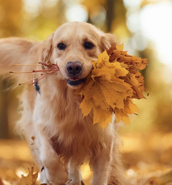 Jesen može biti vrlo zabavna za psa, ali valja pripaziti na određene opasnosti