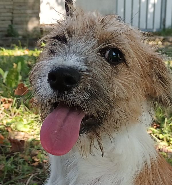 Pas Anno u Dumovcu čeka svoj novi dom