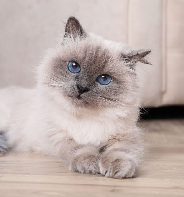 Sveta birma malo se linja zahvaljujući dlaci koja se ne petlja te zahtijeva minimalno održavanje