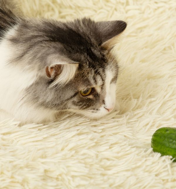Mačke su poznate po svojoj opreznosti i snažnoj reakciji na nepoznate objekte