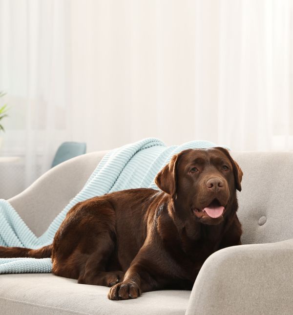 Neki se psi boje mačaka