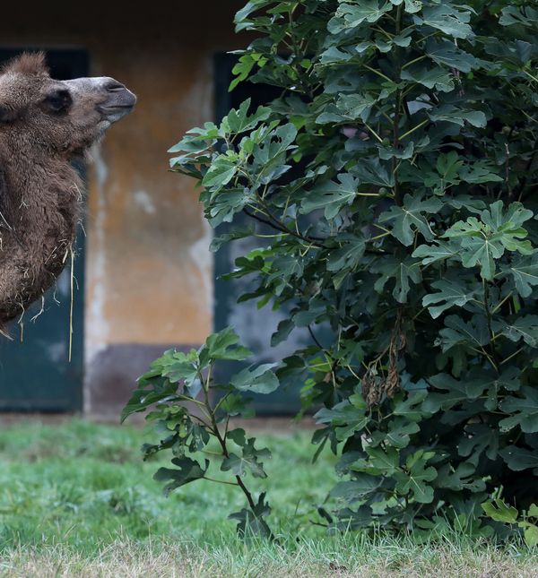 Mlada dvogrba deva Zsofia nova je stanovnica zagrebačkog zoološkog vrta