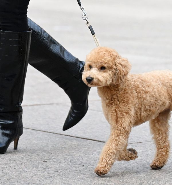 Visoke čizme već viđamo na gradskim ulicama