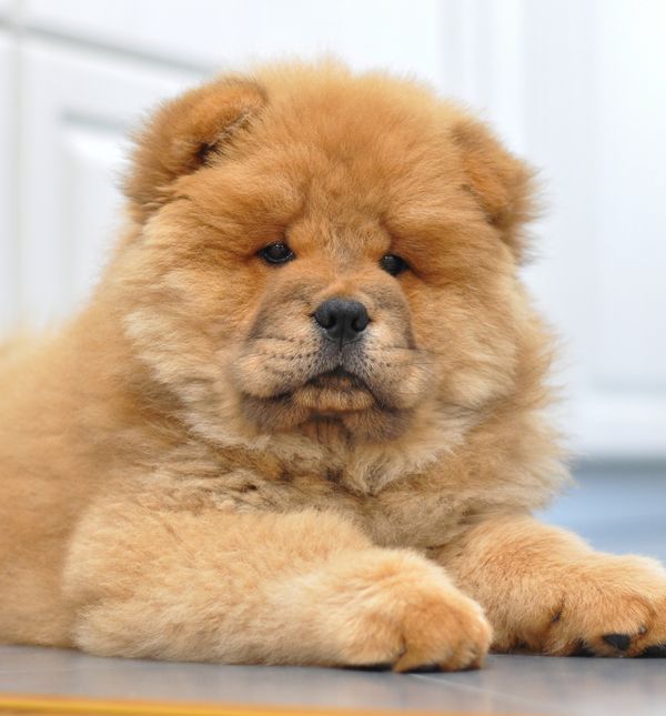 Štene pasmine čau-čau