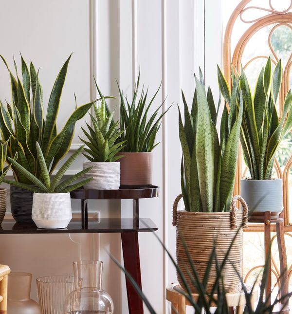Sansevieria