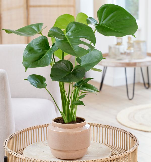 Svaka biljka može ostvariti puni potencijal na pravom mjestu