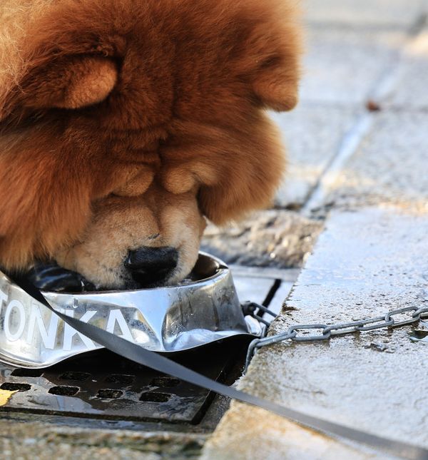 Inženjer strojarstva Tomislav Kenjerić iz Zagreba postavio je 36 metalnih posudica za pse ispod javnih zdenaca kako bi ljubimci tijekom šetnje mogli piti vodu