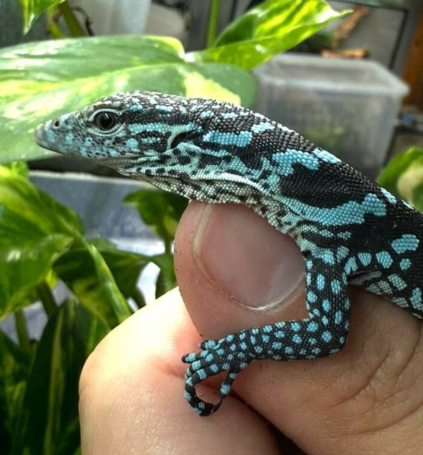 U zagrebačkom zoo vrtu na svijet došla dva plava varana