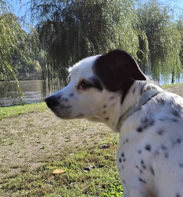 Bella je puno više od kućnog ljubimca