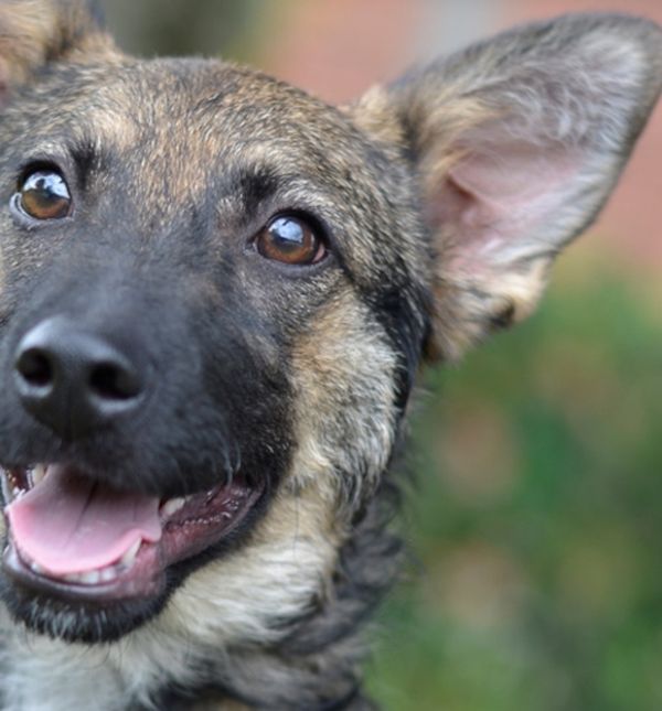 Nova akcija Udomljavanje je fora održat će se u subotu 25. listopada na Trgu bana Jelačića u Zagrebu