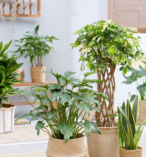 Postoje biljke koje mogu izdržati baš sve